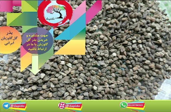 شکل بذر گل گاوزبان