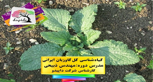 گیاه شناسی گل گاوزبان