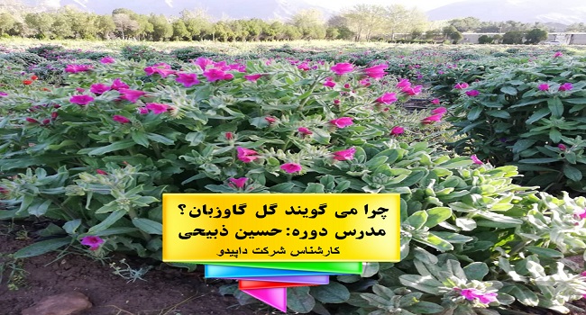 چرا می گویند گل گاوزبان